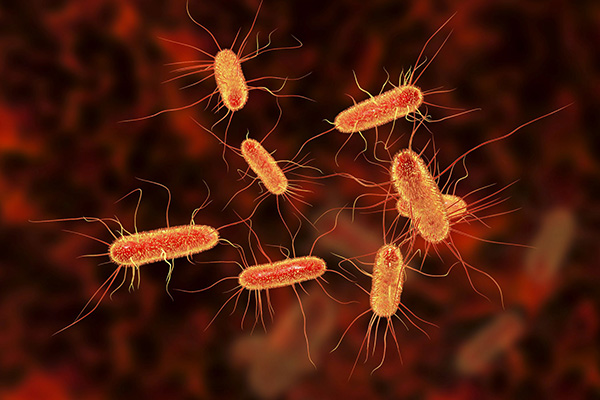 bakterie e.coli pod mikroskopem