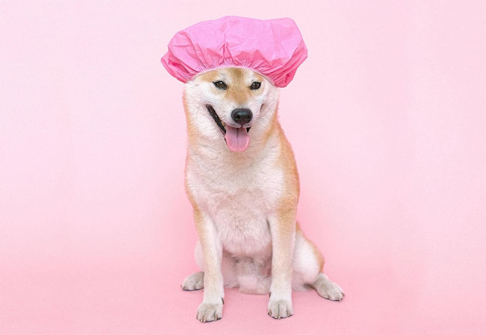 Pies w różowym czepku kąpielowym zastanawia się jakie są rodzaje brodzików prysznicowych